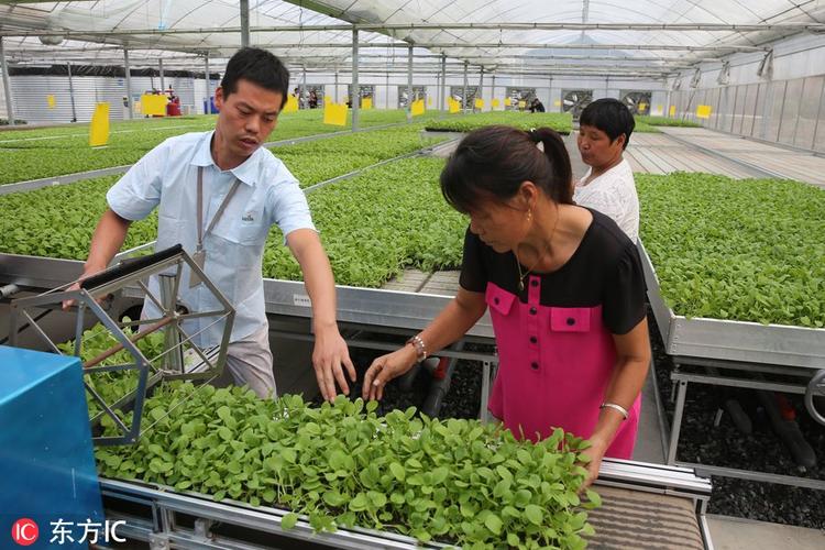 上海交大团队研发先进技术 生产无病菌零农药生态鸡毛菜